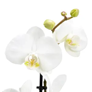 GoodHome Single Stem Moth orchid in Assorted Ceramic Decorative pot 12cm