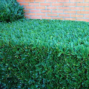 Laurel Hedging Prunus Laurocerasus 9cm pot