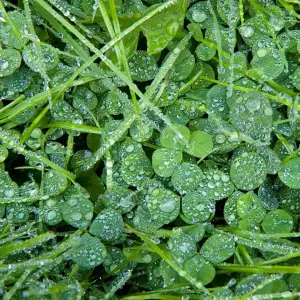 Clover Lawn Seed - Grass Seed & White Clover - 5kg