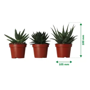 Verve Aloe safari mix in Terracotta Plastic Grow pot 10.5cm