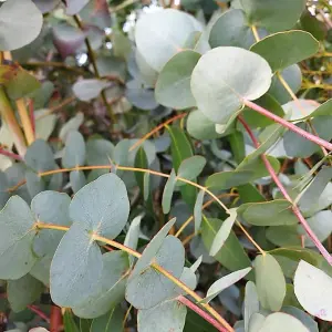 3 x Eucalyptus cinerea 'Silver Dollar' in 9cm Pot - Evergreen Shrub - Cider Gum Tree