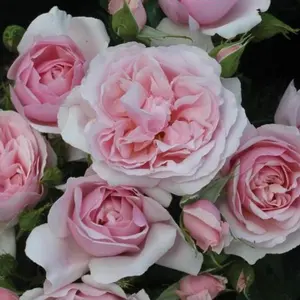 Harkness Rose - Rose Natasha Richardson 3L or 4L Pot