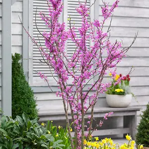 Avondale Chinese Redbud Tree Cercis Canadensis Outdoor Ornamental Tree 5L Pot