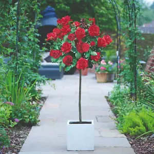 Rose (Rosa) Red Standard (40cm) 1 Bare Root