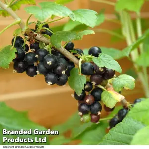 Grow Your Own Fruit  Blackcurrant Ebony 3 Litre Pot x 2