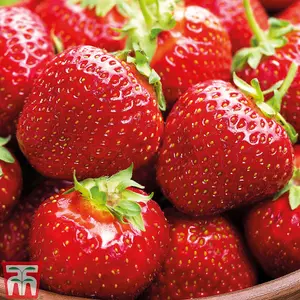 Strawberry (Fragaria) Florence 6 Bare Root Plants - Outdoor Fruit Plants for Gardens, Pots, Containers