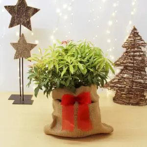 Pieris Forest Flame Plant in 2L Pot with Hessian Gift Wrap - Compact Evergreen Shrub - Easy to Grow Christmas Gardening Gift