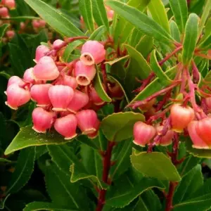 2 x Arbutus unedo Rubra in 9cm Pots - Bushy Evergreen Pink Strawberry Tree Shrub