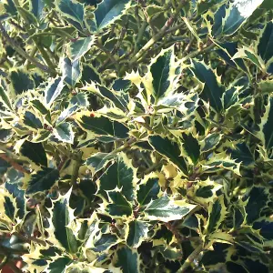 Ilex Argentea Marginata Garden Plant - Variegated Foliage, Compact Size (20-30cm Height Including Pot)