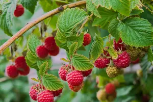 1 x Raspberry Tulameen Bare Root Cane - Grow Your Own Fresh Raspberries