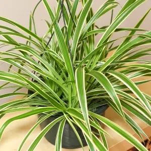 Chlorophytum variegatum: Variegated Spider Plant, Air-Purifying Indoor Accent (20-30cm, 12cm Pot)