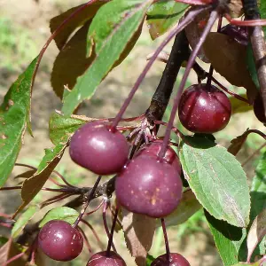 Malus Royal Beauty Tree - Ornamental Tree, Deep Pink and Purple Flowers, Low Maintenance (5-6ft)