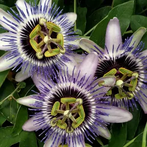 Passiflora Damsels Delight Garden Plant - Exotic Blooms, Compact Size (20-30cm Height Including Pot)