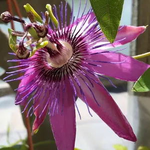 Passiflora Beervelde Garden Plant - Exotic Blooms, Compact Size (20-30cm Height Including Pot)