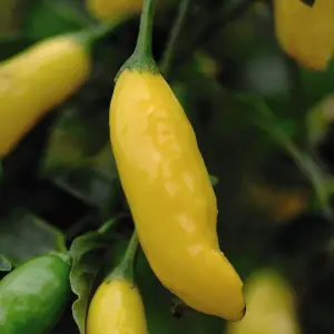 Chilli Pepper Hot Lemon 1 Seed Packet (10 Seeds)