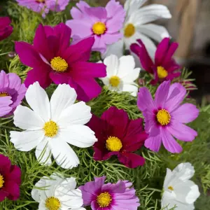 Cosmos bipinnatus Candyfloss Mix 1 Seed Packet