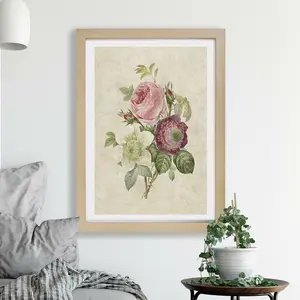 Pink Anemone Rose by Pierre-Joseph Redoute - Single Picture Frame Painting Oak / 24cm H x 33cm W x 2cm D