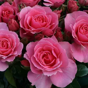 You're Beautiful Rose Bush Pink Flowering Roses Floribunda Rose 4L Pot