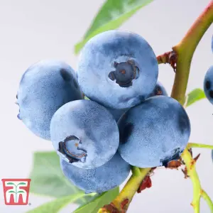 Blueberry (Vaccinium) Powder Blue 9cm Pot x 1