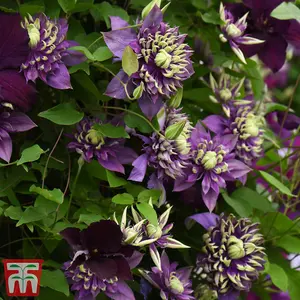 Clematis Taiga 9cm Potted Plant x 1