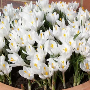 Crocus White Flowering Bulbs - Pure White Blooms, 25 Pack