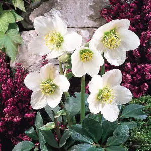 White Helleborus Christmas Rose Plant in 13cm Pot - Autumn Winter Flowering Shrub Ready to Plant