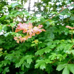 Hedges Direct Field Maple 40cm Height Native Hedge Plant