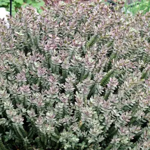 Hebe Red Edge Garden Plant - White Flower Spikes, Red Edged Foliage, Compact Size, Hardy (15-25cm Height Including Pot)