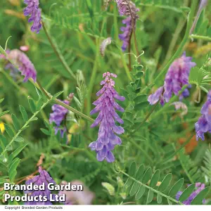 Wildflower Tufted Vetch 1 Seed Packet (40 Seeds)