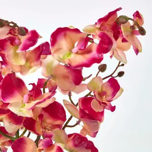 Homescapes Cream and Pink Phalaenopsis Artificial Orchid with Natural Base, 60 cm Tall