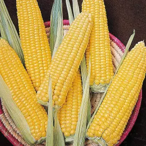 Sweetcorn Ovation F1 1 Seed Packet