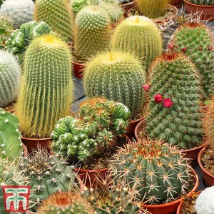 Houseplant Cactus Mixed 5.5cm Pot Pot x 1