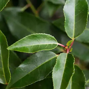 Portuguese Laurel 20cm Height Evergreen Hedge Plant Pack of 6