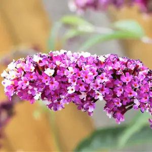 Buddleia Butterfly Bush Berries & Cream Florets in 9cm Pots Butterfly and Bee Magnet