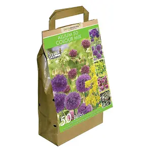 Allium Bulbs Collection-Mixed Colours (50 Bulbs) Bee Friendly