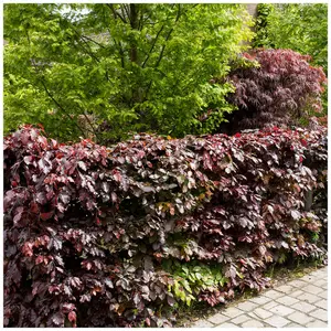 3 Copper Purple Beech 2-3ft Tall Hedging Trees, Stunning all Year Colour 60-90cm