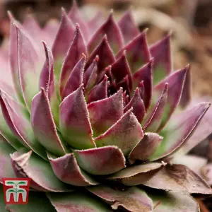 Mixed Succulent Houseplants - 10 Potted Plants