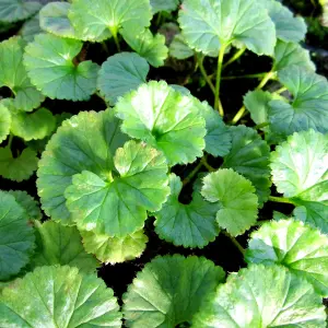 1 x Gunnera magellanica in 9cm Pot  - Moisture Loving Herbaceous Perennial - UK Hardy