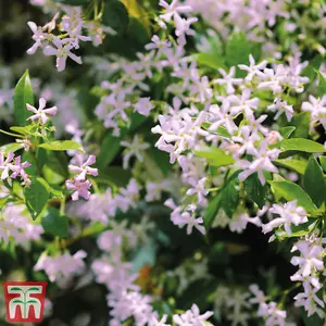 Star Jasmine - Trachelospermum asiaticum 'Pink Showers' - 9cm Potted Plant x 2