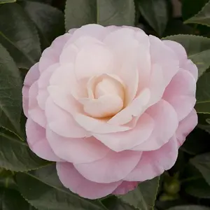 Nuccio'S Cameo Outdoor Shrub Plant Camellia Japonica Garden Plants 2L Pot