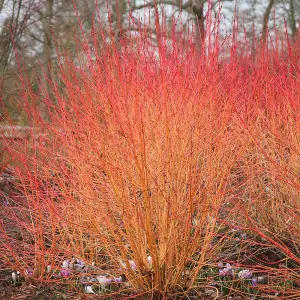 Midwinter Fire Dogwood Outdoor Shrub Plant Cornus Sanguinea 2L Pot