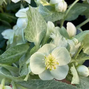 2 x Helleborus White Marble Christmas Rose Plants in 9cm Pots - Autumn Winter Flowering Outdoor Garden Perennial Ready to Plant