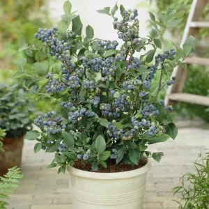 You Garden - 3 x Blueberry Bushes in 9cm Pots - 3 Varieties 'Hanover' 'Blueray' 'Ozark Blue' Superfruit Blueberry Plants