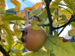 Lincolnshire Fruits Nottingham Potted 7 Litre 1.5m Tree