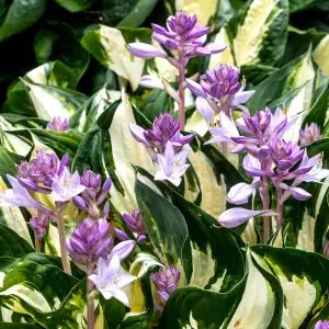 Hosta Fire and Ice Garden Plant - Variegated Foliage, Purple Flowers (10-20cm Height Including Pot)