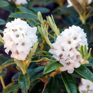 Rhododendron Arctic (15-25cm Height Including Pot) Garden Plant - Compact Shrub, Stunning Blooms