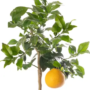 Grapefruit Tree - Outdoor Fruit Tree, Grow Your Own Tasty Fruits, Ideal Size for UK Gardens in 20cm Pot (2-3ft)