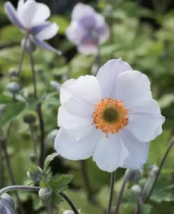 Anemone hybrid Ruffled Swan -3x  Windflower plants in  1.5L pots