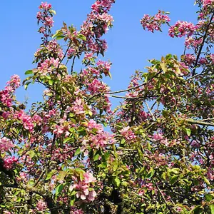 Malus (Crab Apple) Royalty (Rootstock M111) 1 Bare Root