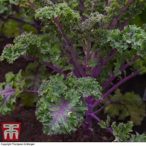 Kale Scarlet 1 Seed Packet (200 Seeds)